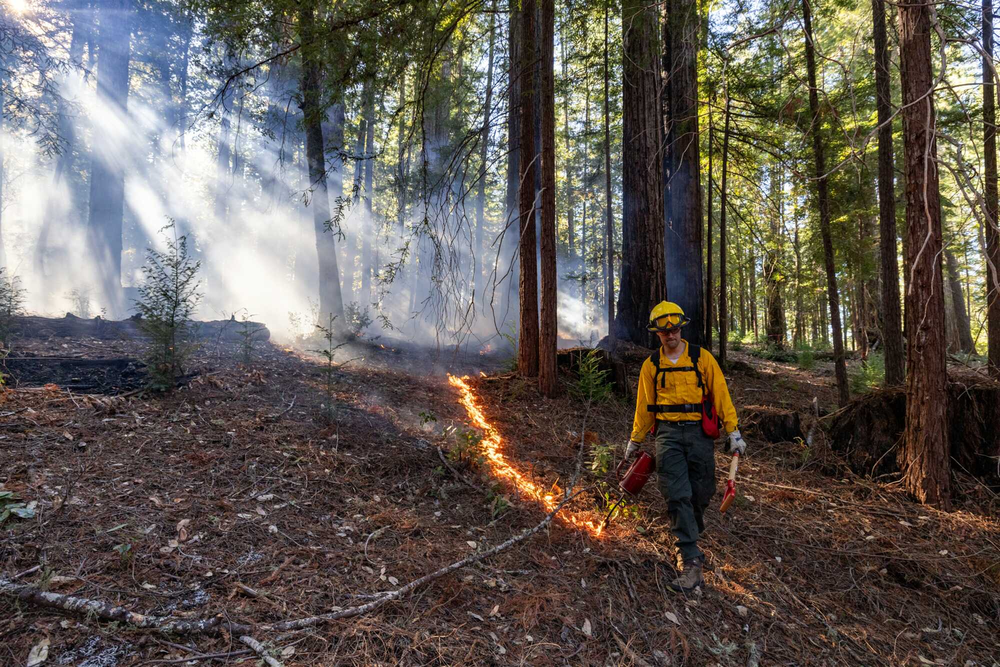 A firefighter uses a torch to light small, controlled fire in a redwood grove.
