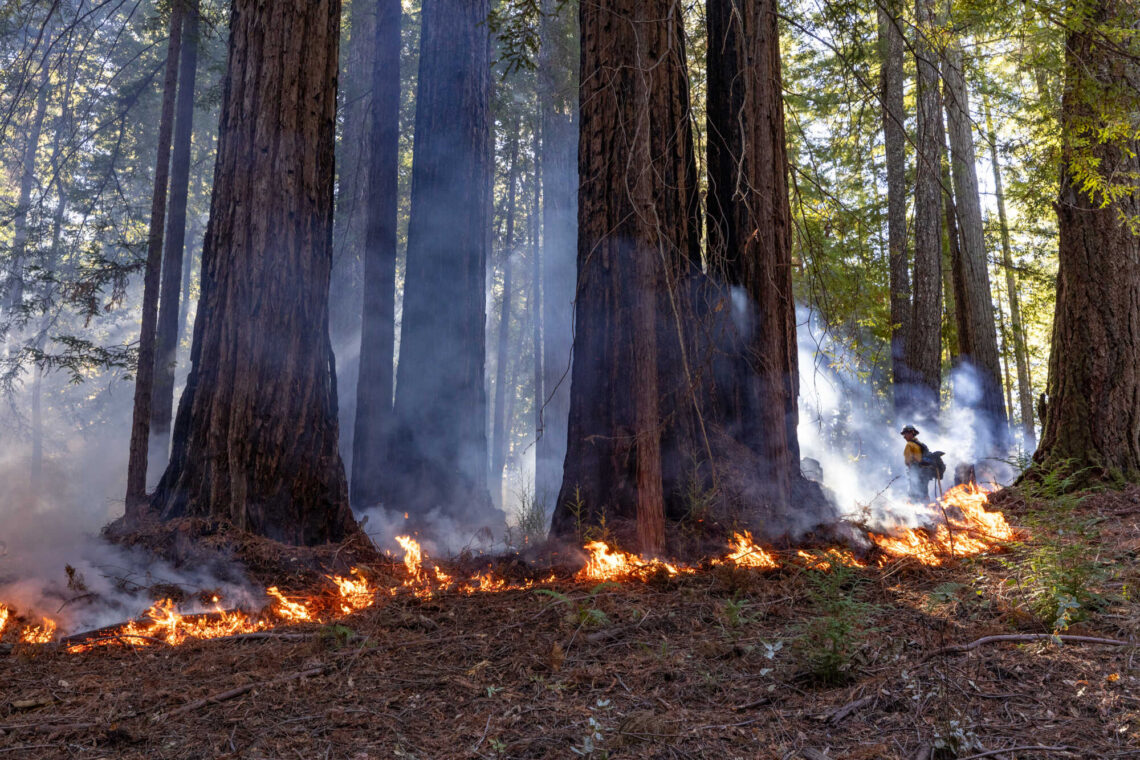 A line of low flame in front of tall redwood trees with a helmeted forester in the distance