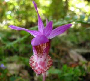 Calypso orchid. Photo by Justin Rohde, Flickr Creative Commons