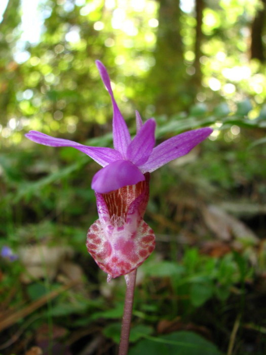 Calypso orchid. Photo by Justin Rohde, Flickr Creative Commons