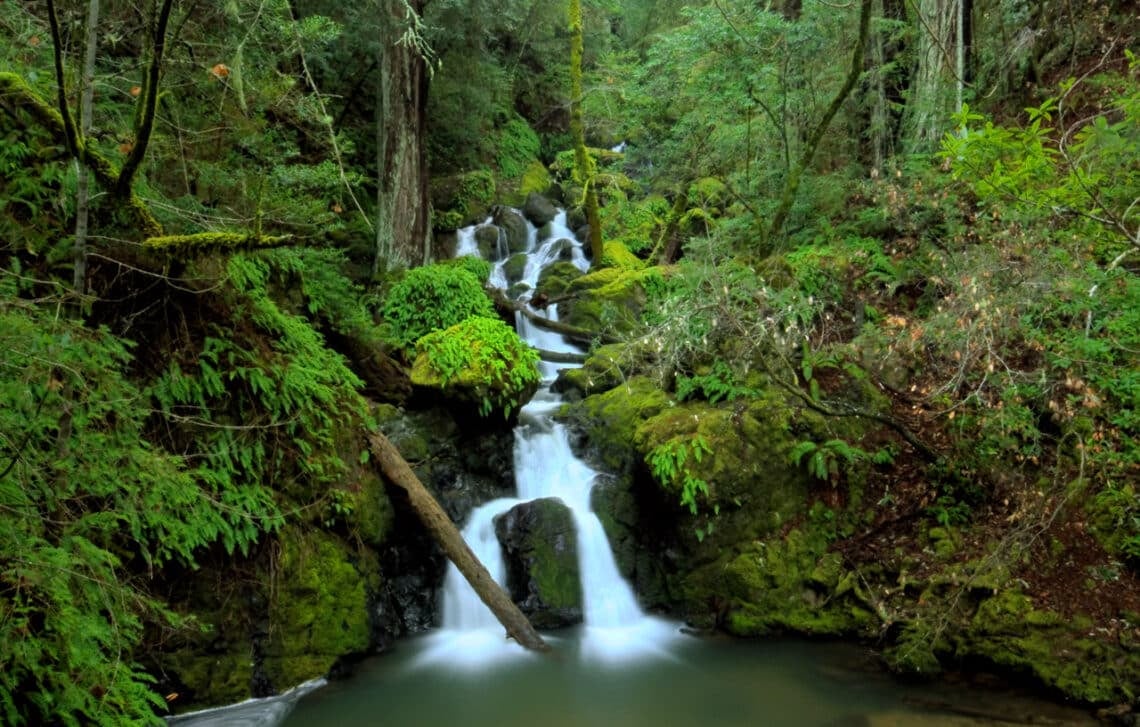 A waterfall flows through a redwood forest