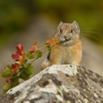 American Pika, Photo by Jon LeVasseur via Flickr: NPS Climate Change Response