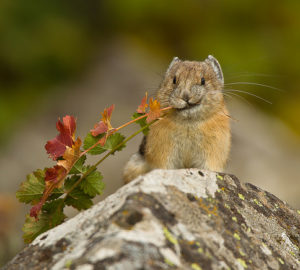 American Pika, Photo by Jon LeVasseur via Flickr: NPS Climate Change Response