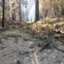 Downed trees at entrance of Highway 236. © California State Parks, all rights reserved (2020)