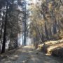 Highway 236 near Big Basin Redwoods State Park. © California State Parks, all rights reserved (2020)