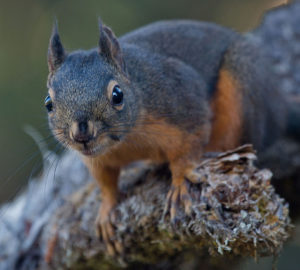 Chickaree (Douglas's Squirrel) Photo by Peter Pearsall/U.S. Fish and Wildlife Service