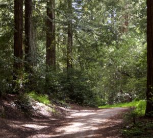 Join us at Joaquin Miller Park this Saturday! photo by Steve Wedgwood, Flickr Creative Commons