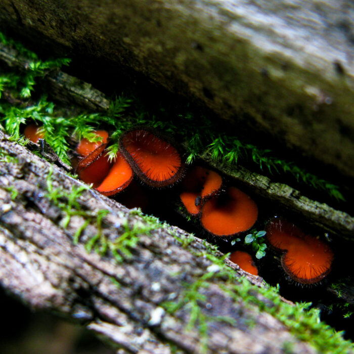 Several bright red eyelash cup fungii peer out from a crack in the wood 