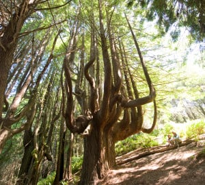 Shady Dell's stunning candelabra trees will soon be accessible. Photo by Paolo Vescia