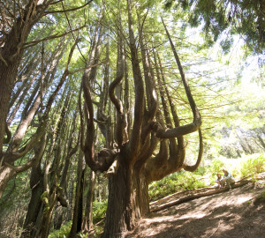 Shady Dell's stunning candelabra trees will soon be accessible. Photo by Paolo Vescia