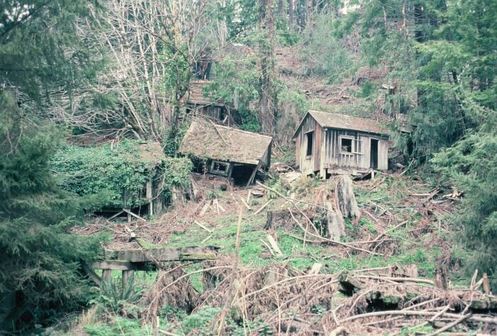 Dilapidated cabins on a hillside of redwood stumps and redwood trees.