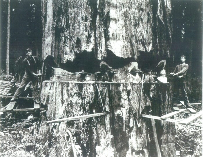 Lumberjacks with saws stand on either side of a massive redwood that is partially cut