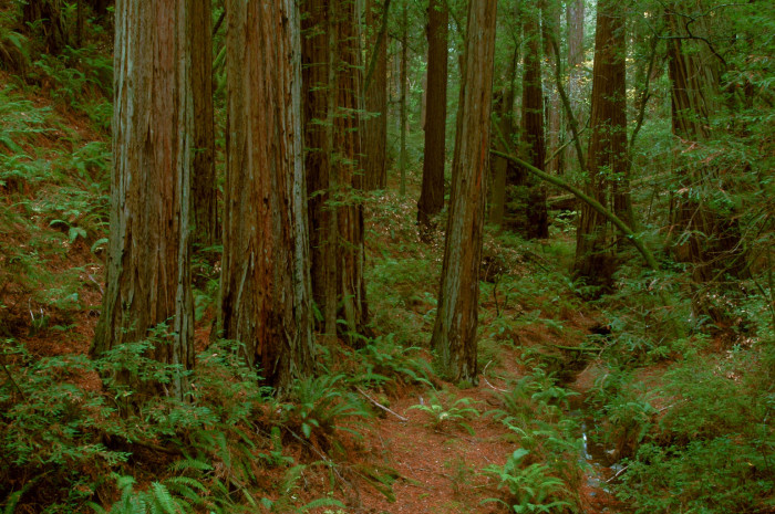 Steep Ravine Trail, Photo by Miguel Vieira, Flickr Creative Commons