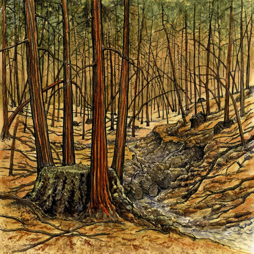 Redwoods Rising illustration 2