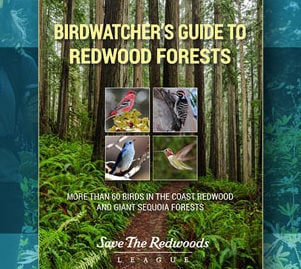 Download Free Guide: Birdwatchers Guide to Redwood Forests