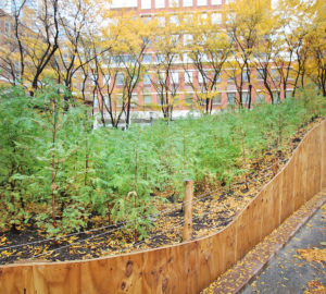 Redwood trees in art installation