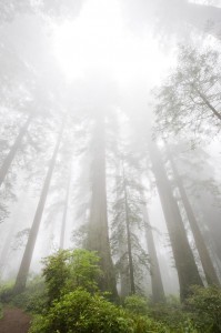 Photo caption: Coast redwoods, surrounded by fog, grow tall in Redwood National Park. Photo by Paolo Vescia. 