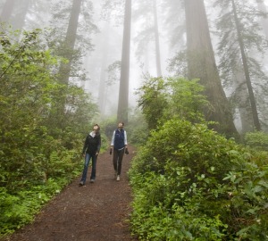 People need the redwoods just as much as they need us. Photo by Paolo Vescia