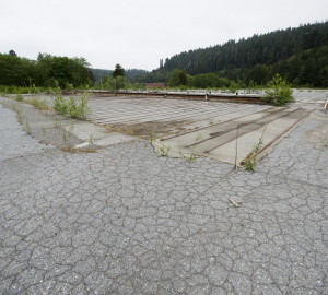 The League is helping the Orick Mill Site be returned to nature. Photo by Paolo Vescia