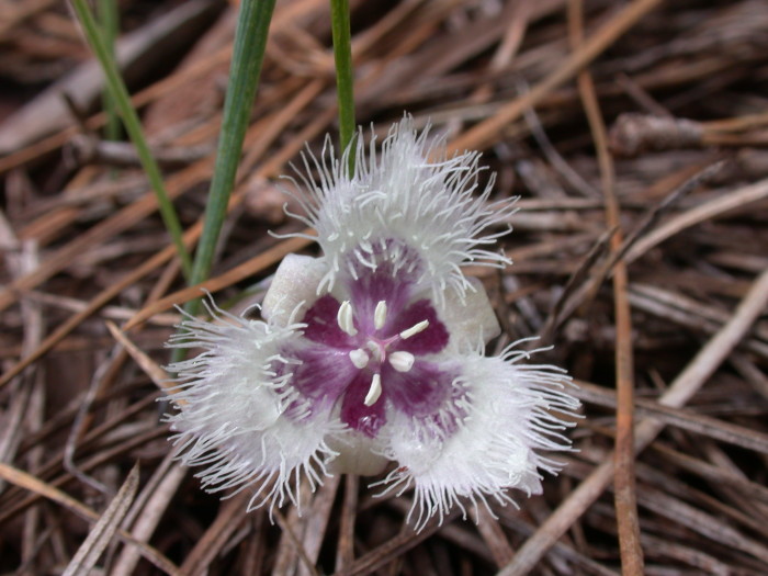 Hairy star tulip. Photo by Dan and Raymond, Flickr Creative Commons