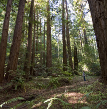 Loma Mar Redwoods