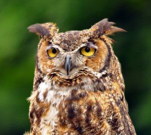 Great Horned Owl