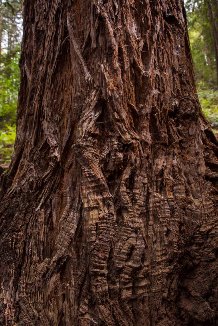 A redwood with wavy bark
