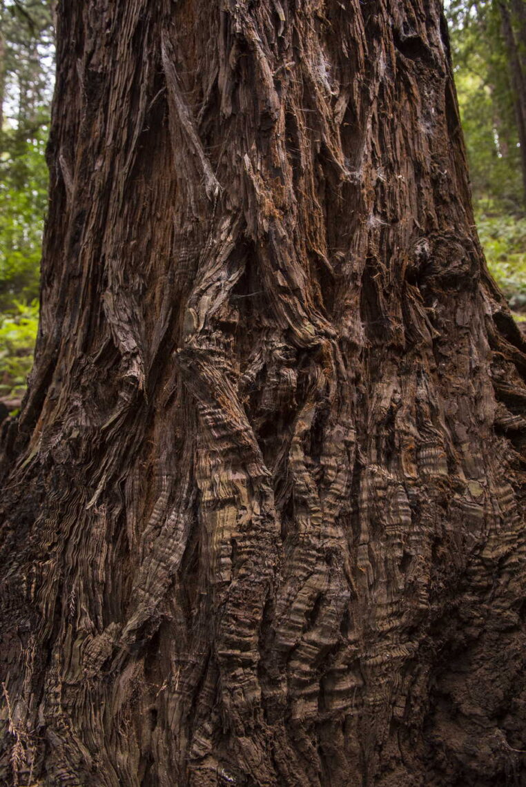 A redwood with wavy bark