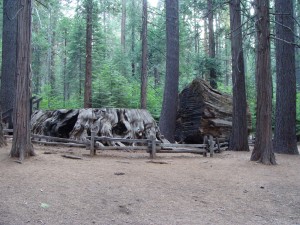 The Discovery Tree stump. Photo by Peter & Joyce Grace, Flickr Creative Commons.