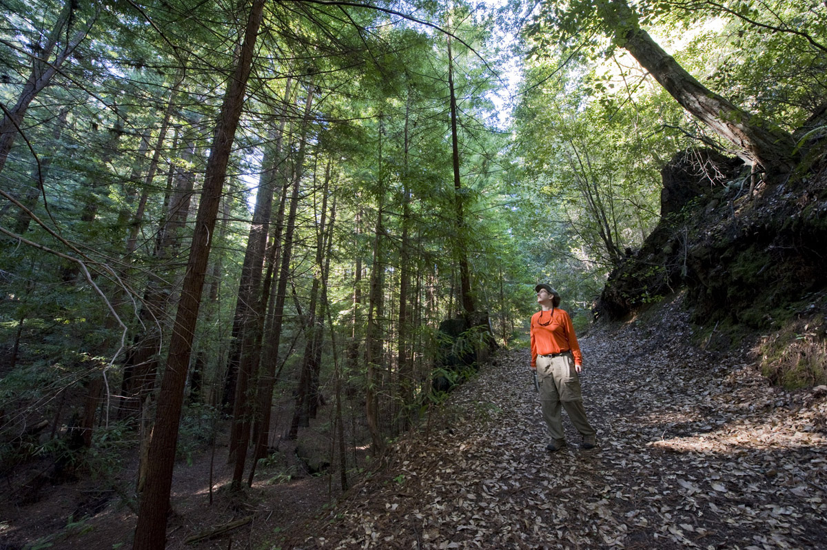 How Not to Get Lost in the Forest - Save the Redwoods League