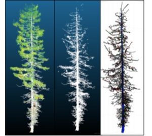 triptych panel of redwood tree 3d images compared side by side