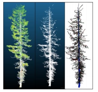 triptych panel of redwood tree 3d images compared side by side