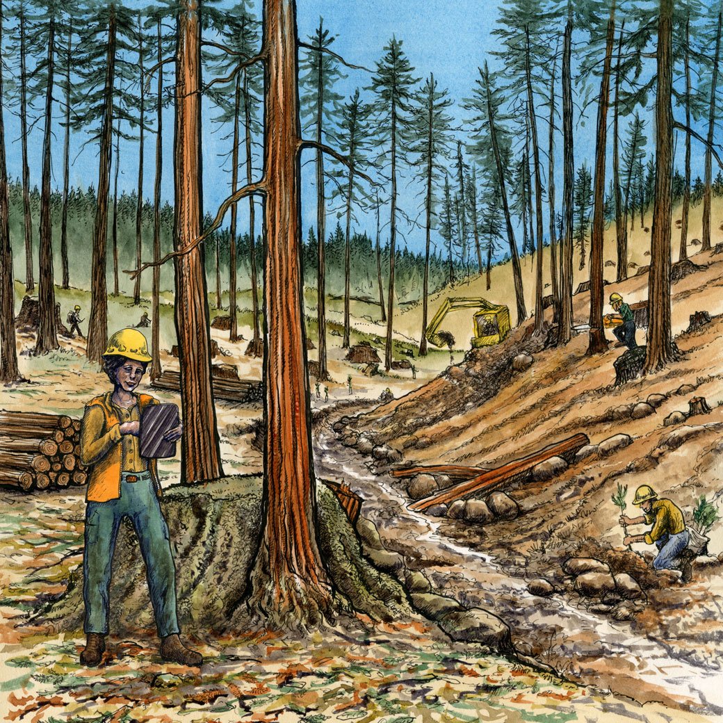 Redwoods Rising illustration 3
