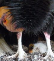 An endangered California condor keeps protective watch over its chick in a nesting cave. Photo: John Brandt/USFWS