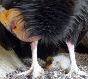 An endangered California condor keeps protective watch over its chick in a nesting cave. Photo: John Brandt/USFWS