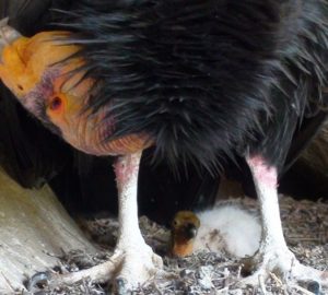 An endangered California condor keeps protective watch over its chick in a nesting cave. Photo: John Brandt/USFWS