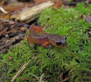 Small salamanders are having a big impact. Photo by Anthony Ambrose