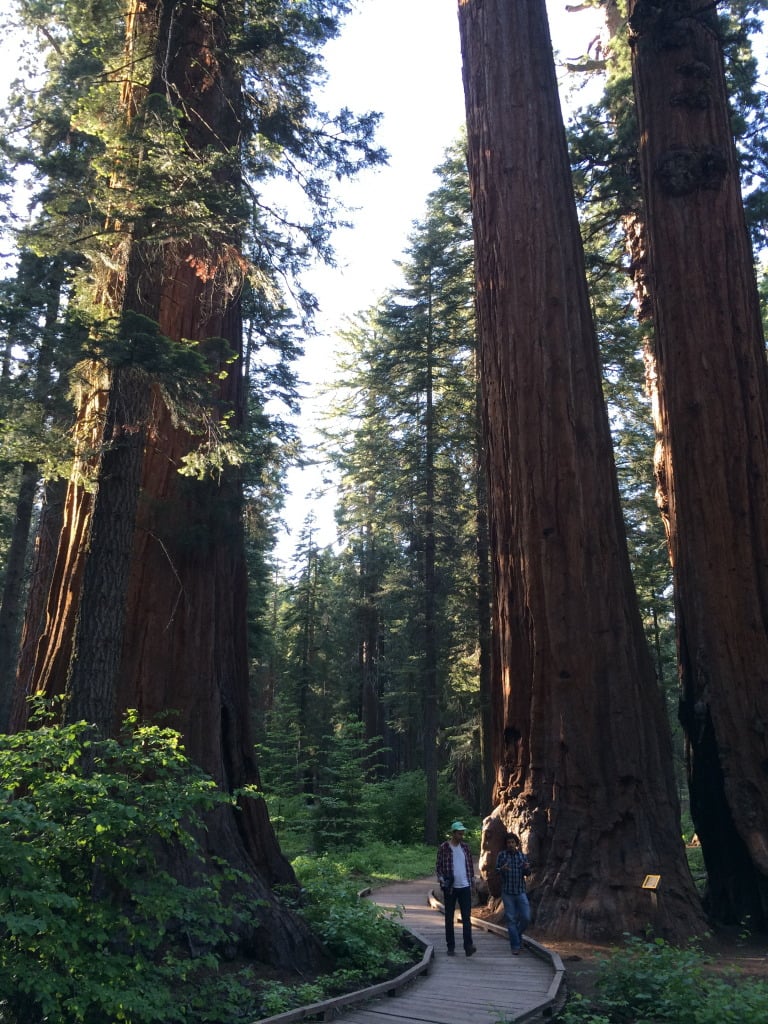 Jose, right, walks among the sequoias with a friend