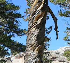 Spiral grain in an lodgepole pine