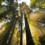 Sun coming through the canopy of a redwoods forest