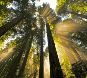Sun coming through the canopy of a redwoods forest