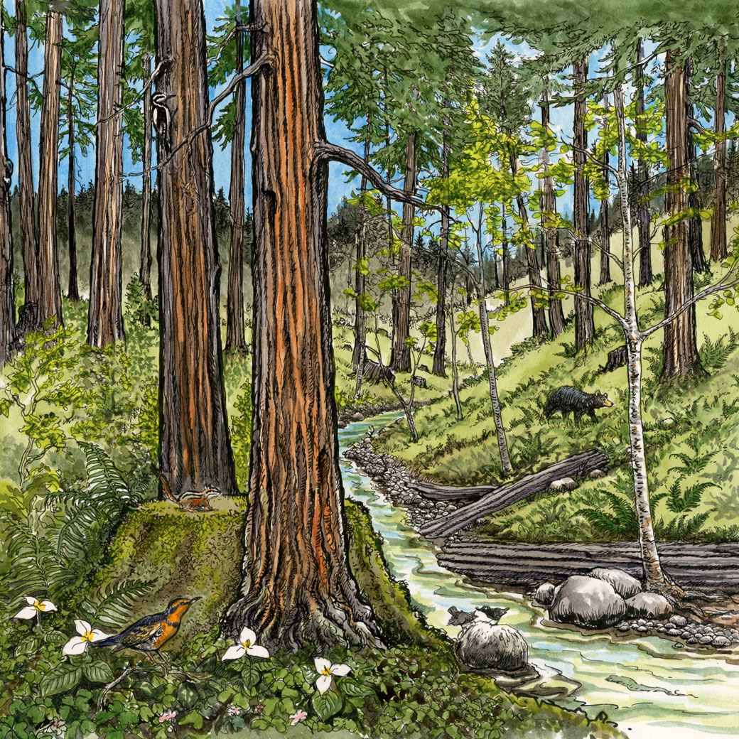 Redwoods Rising illustration 4