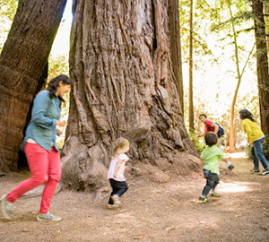 Spending Memorial Day in the redwoods is easy with our online planner