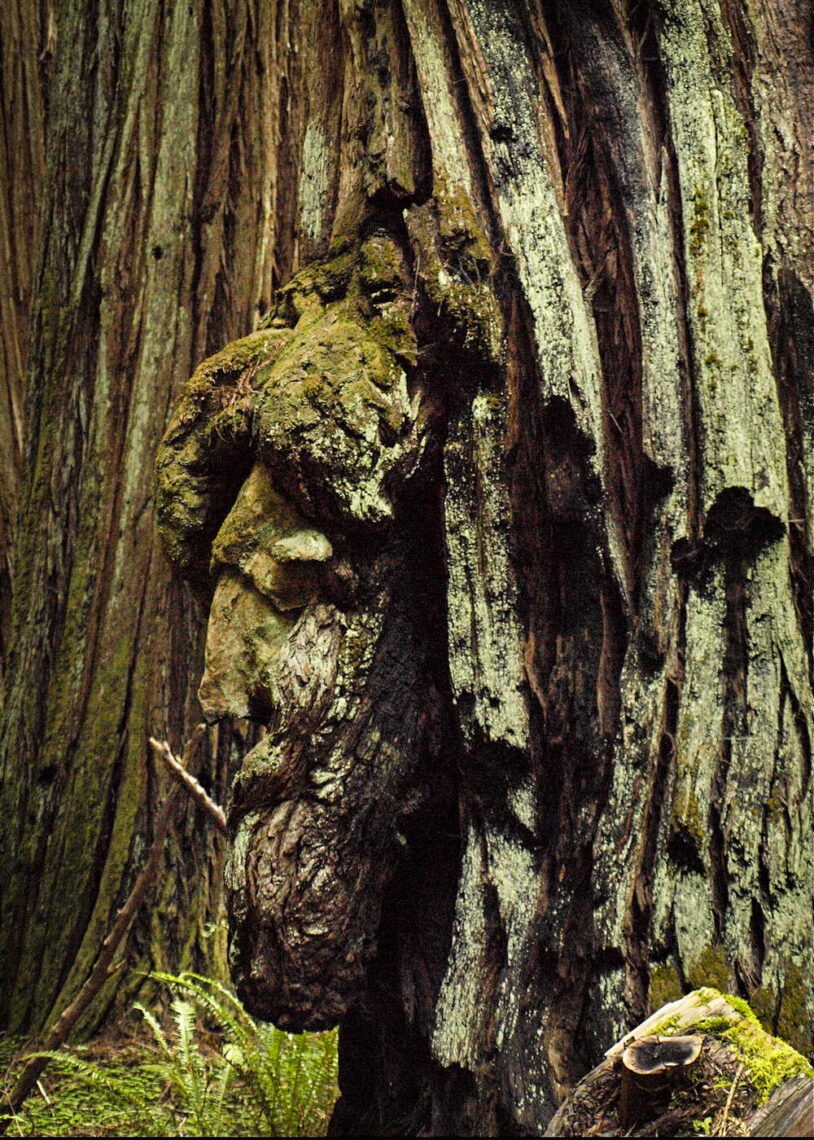 A burl on the side of a redwood looks like the profile of a human face