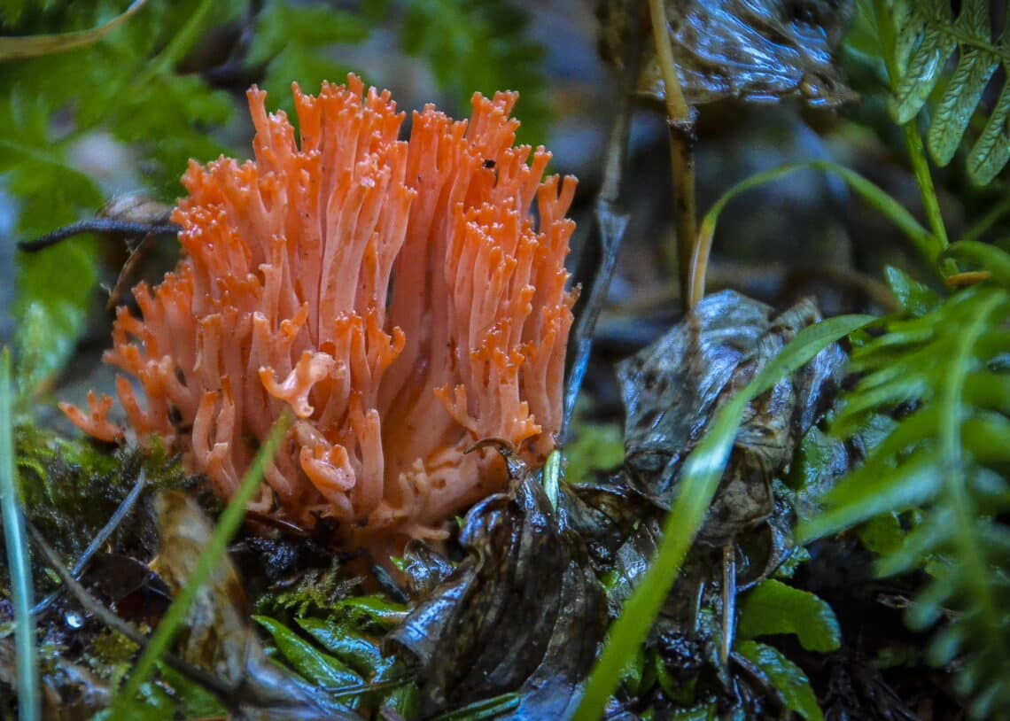 red coral mushroom surrounded by foliage
