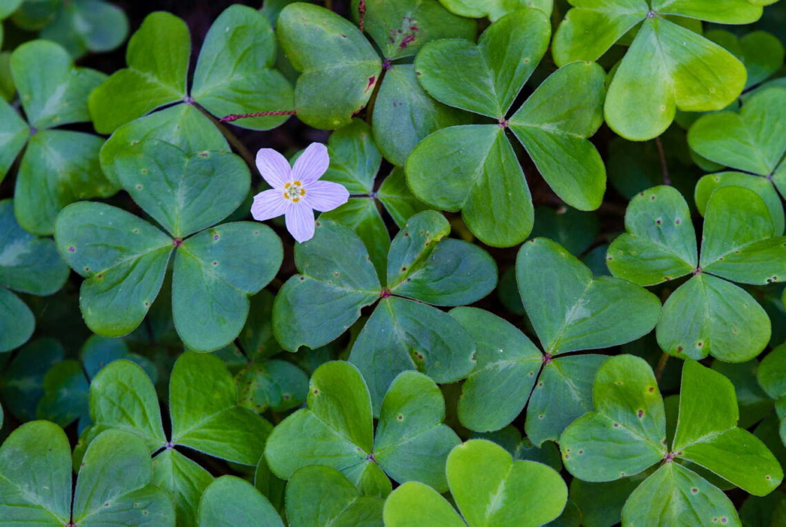 A pink flower surrounded by heart-shaped leaves.