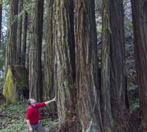 Photo by Mike Kahn, Sempervirens Fund