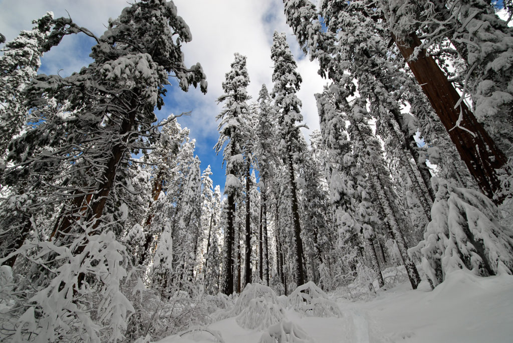 redwoods covered with snow