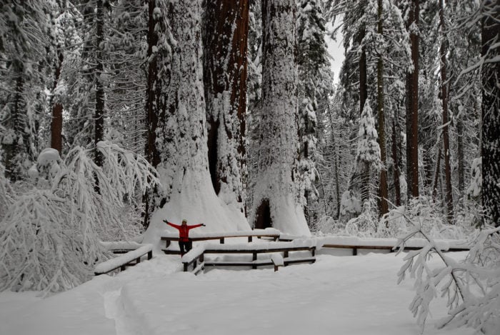 sequoia snow