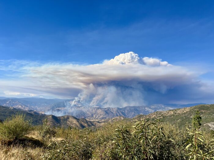 Smoke billows into the blue sky above a forest fire.